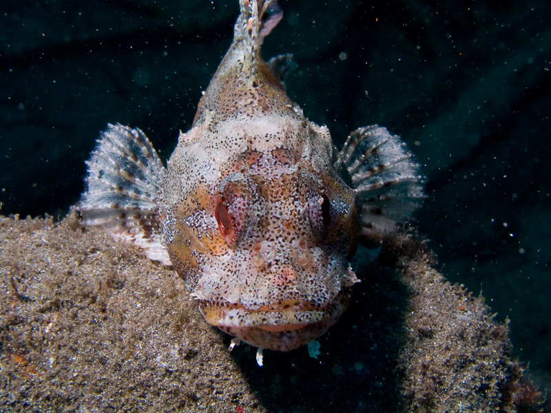 Photo at Stingrays:  Scorpionfish
