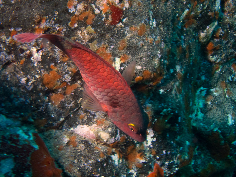 Photo at Coral Arch:  Parrotfish
