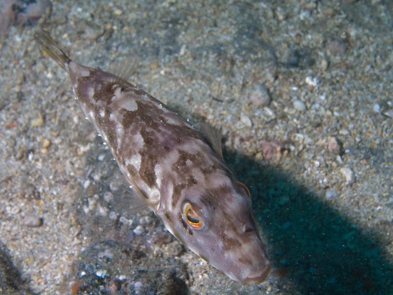 Photo at Coral Arch:  Guinean puffer