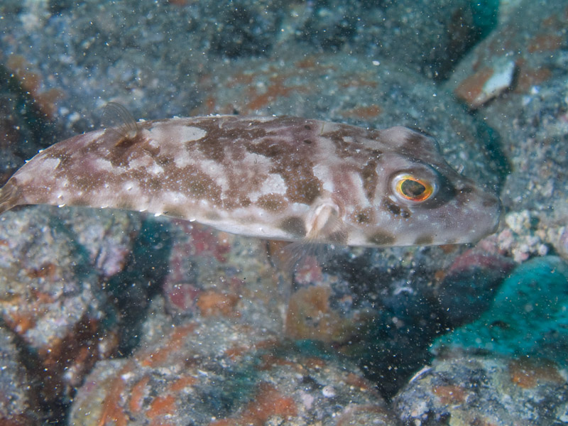 Photo at Coral Arch:  Guinean puffer