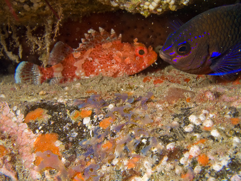 Photo at Drift Dive:  Canary damsel,Scorpionfish