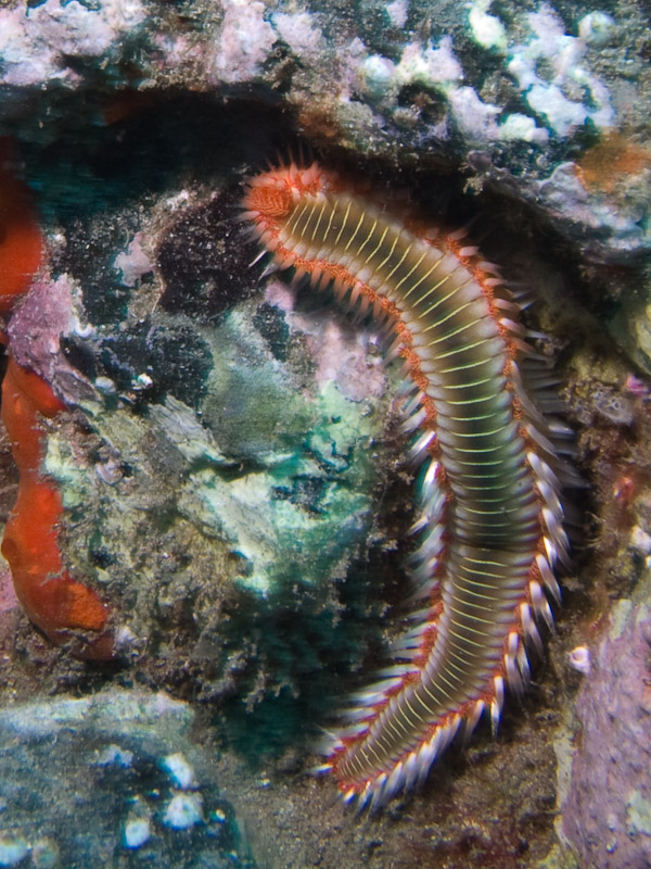 Photo at Coral Arch:  Bearded Fireworm