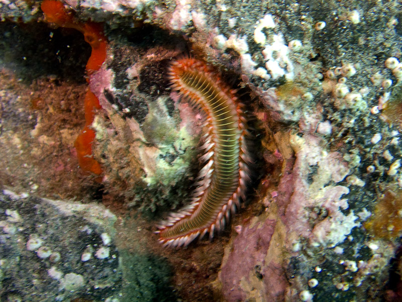 Photo at Coral Arch:  Bearded Fireworm