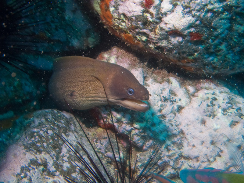 Photo at Coral Arch:  Brown moray