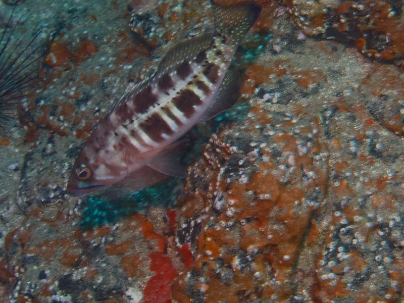 Photo at Drift Dive:  Blacktail comber