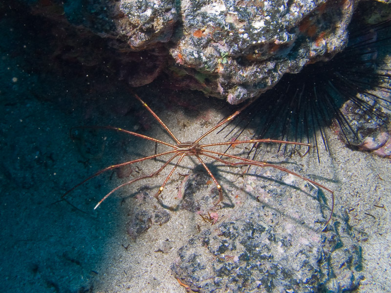 Photo at Steps / Las Rosas:  Arrow Crab