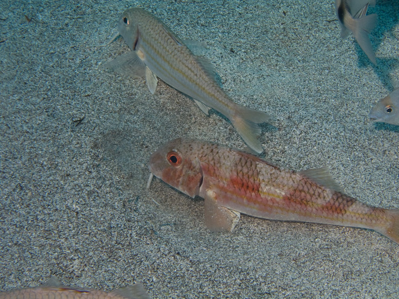 Photo at Steps / Las Rosas:  Striped red mullet