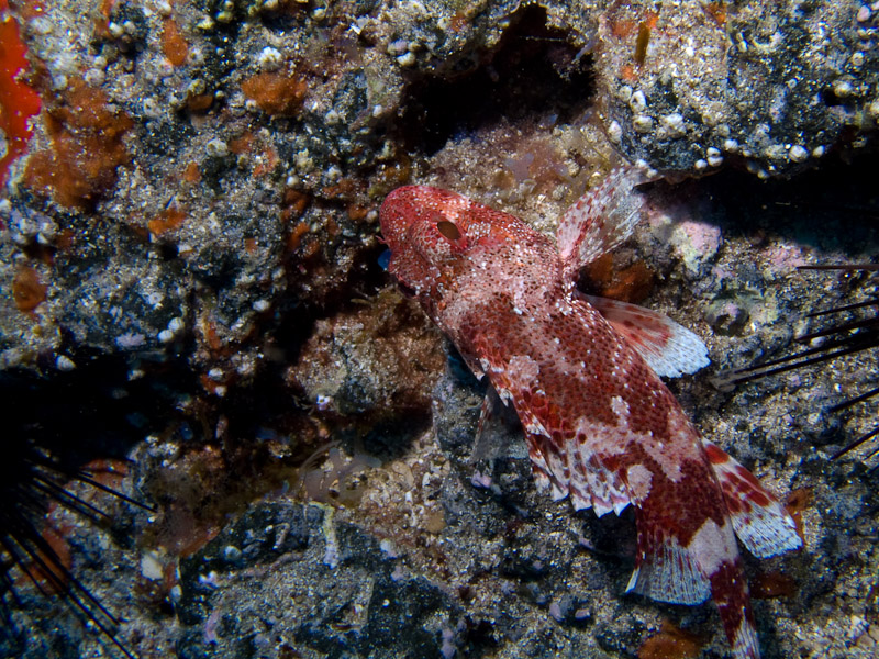 Photo at Steps / Las Rosas:  Scorpionfish