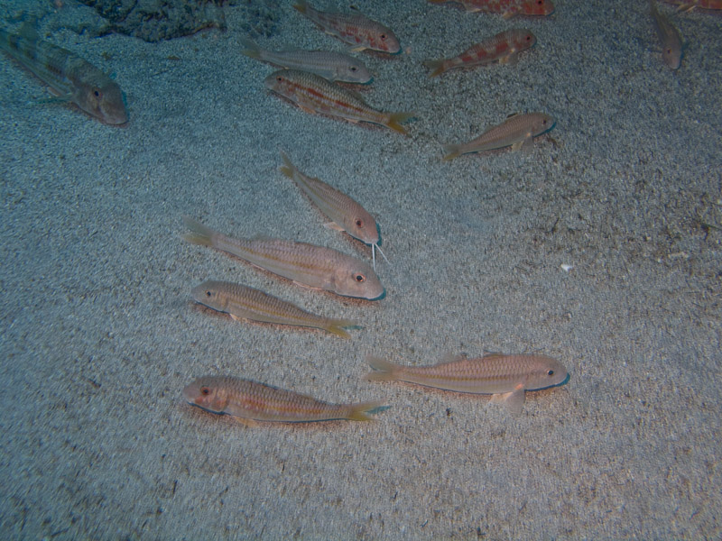 Photo at Steps / Las Rosas:  Striped red mullet