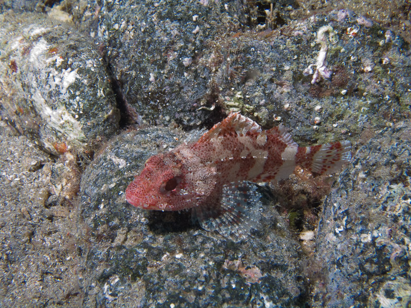 Photo at Punta Negre:  Scorpionfish