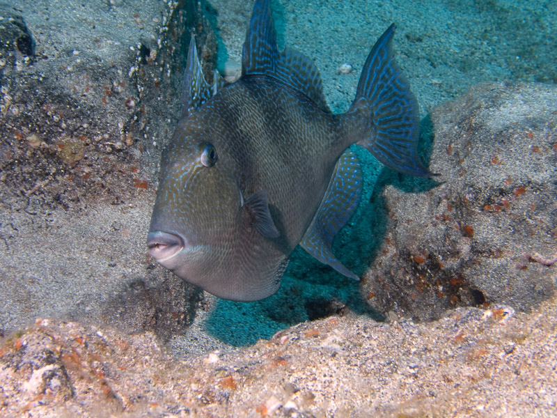 Photo at Punta Negre:  Grey triggerfish