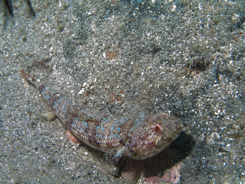 Photo at Punta Negre:  Atlantic lizardfish