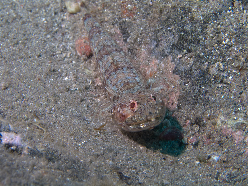 Photo at Punta Negre:  Atlantic lizardfish