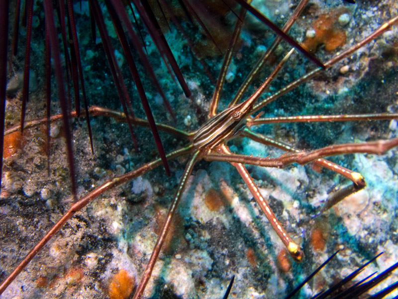 Photo at Punta Negre:  Arrow Crab