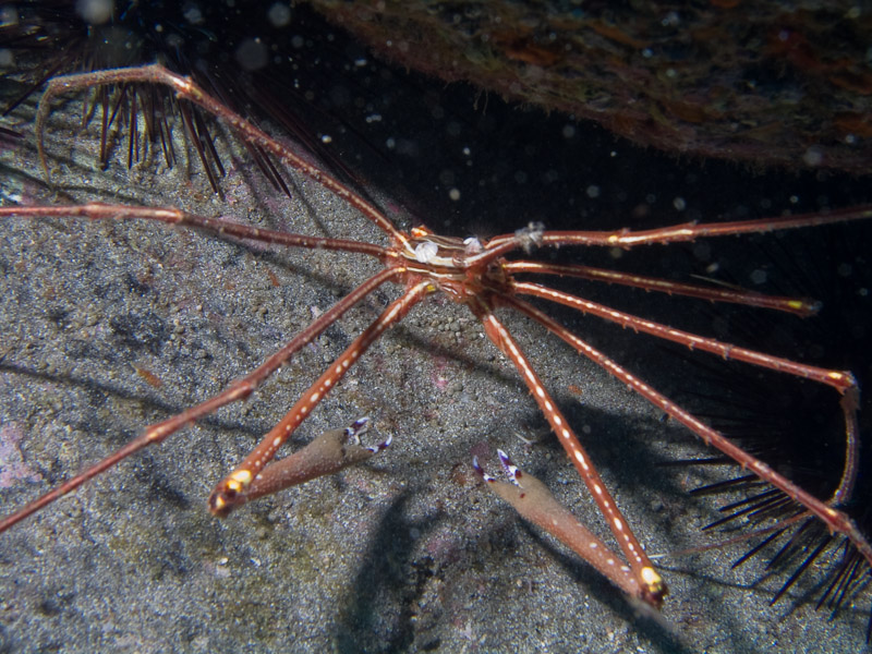 Photo at Punta Negre:  Arrow Crab
