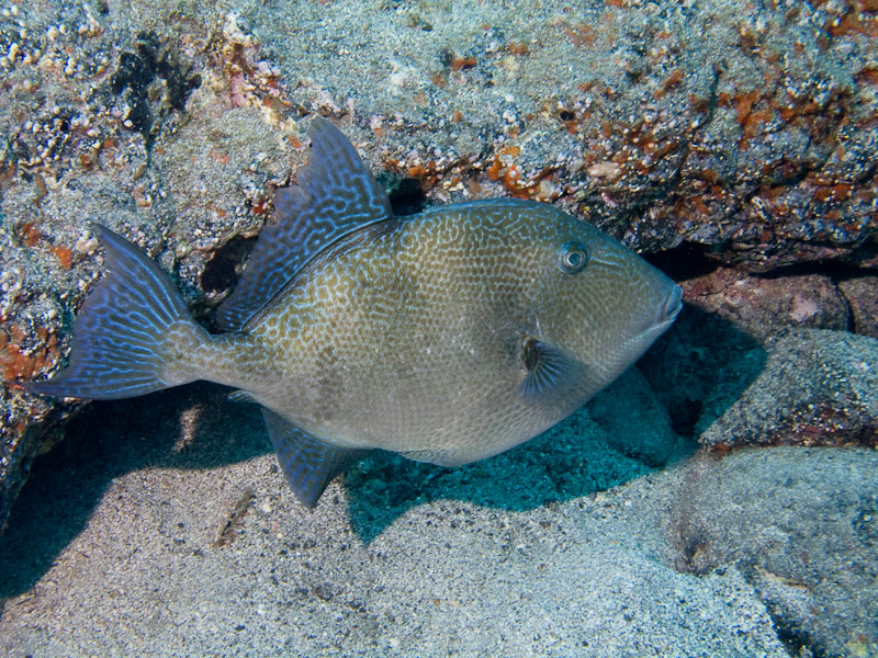 Photo at Punta Negre:  Grey triggerfish
