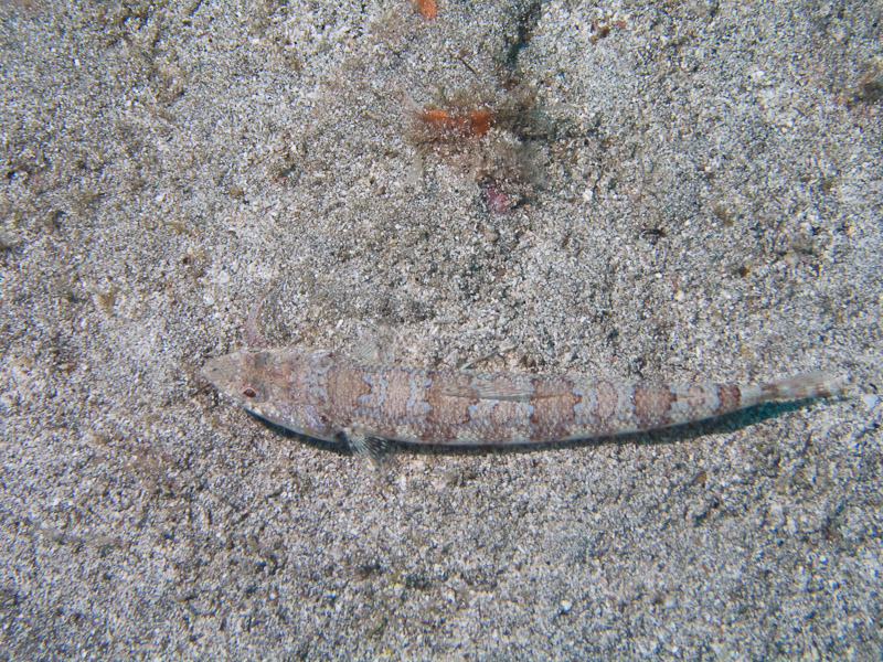 Photo at Punta Negre:  Atlantic lizardfish