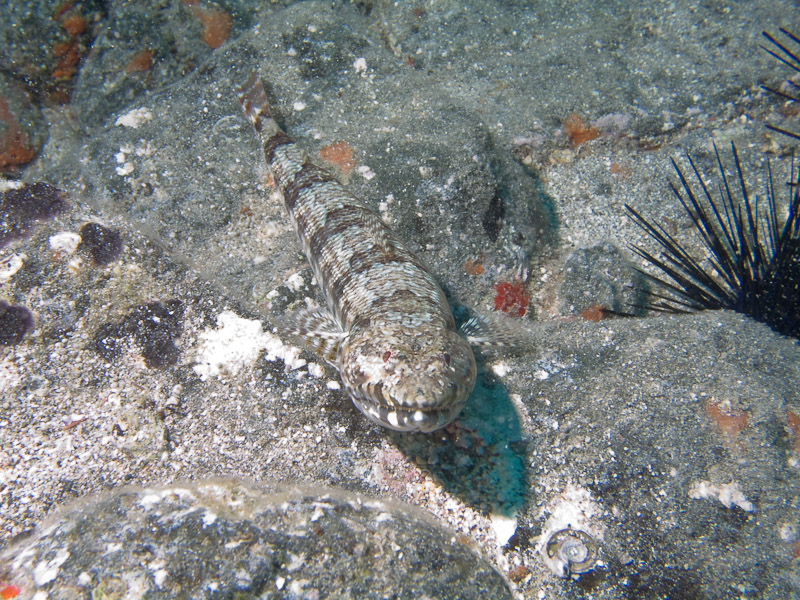 Photo at Punta Negre:  Diamond lizardfish