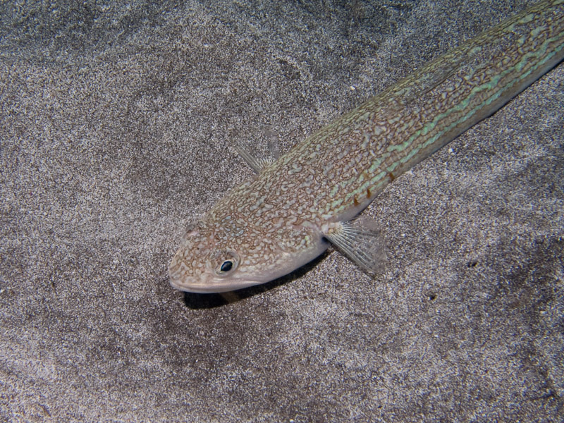 Photo at Palm-Mar Caves:  Greater weever