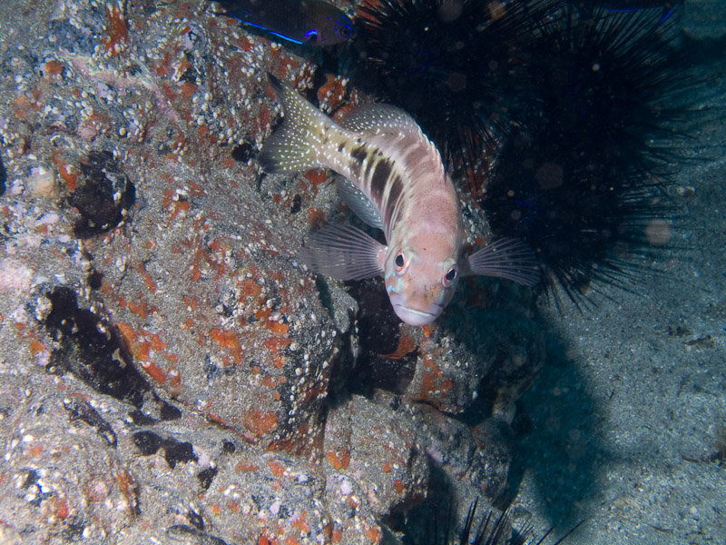 Photo at Palm-Mar Caves:  Blacktail comber