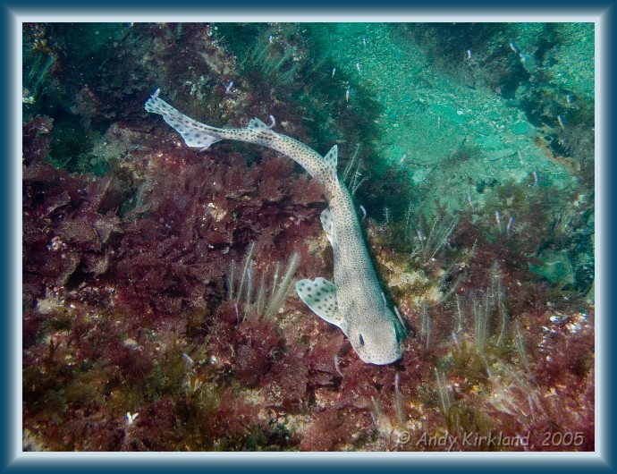 Photo of Burgh Island, Common dogfish, Scyliorhinus canicula