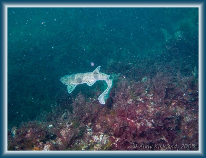 Photo of Burgh Island, Common dogfish, Scyliorhinus canicula