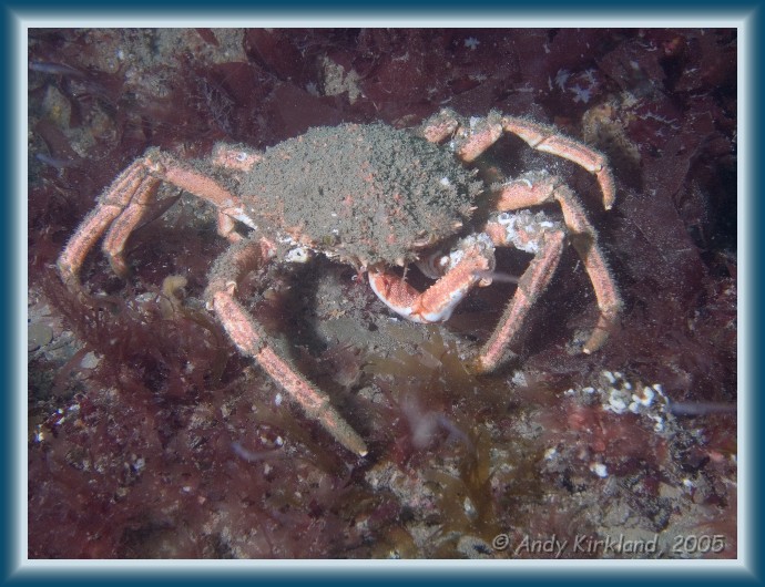 Photo of Burgh Island, Spider crab, Hyas araneus