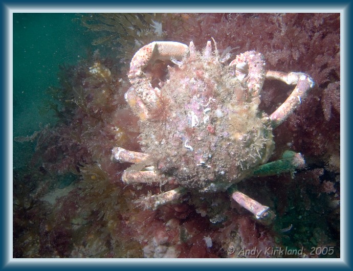 Photo of Burgh Island, Spider crab, Hyas araneus