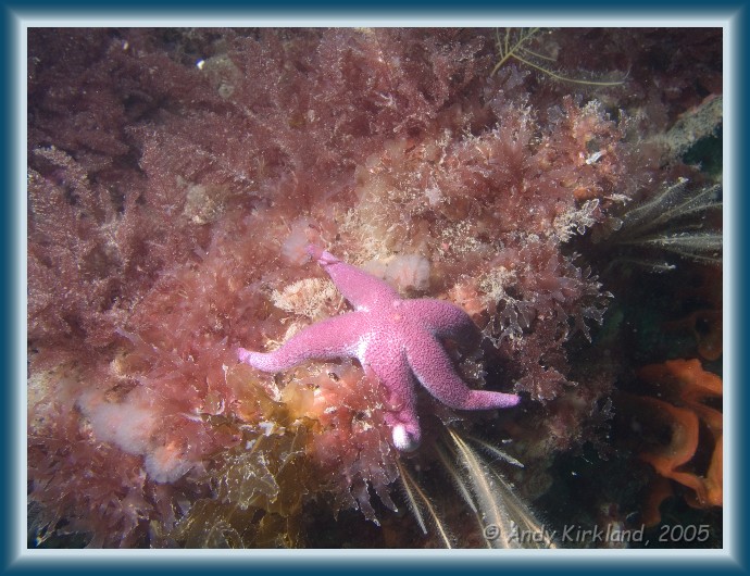 Photo of Burgh Island, Bloody Henry starfish, Henricia oculata