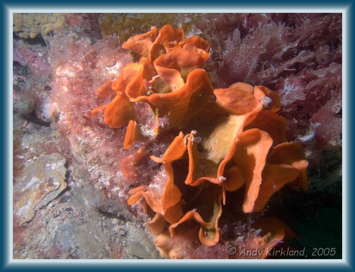 Photo of Burgh Island, Ross Coral, Pentapora foliacea