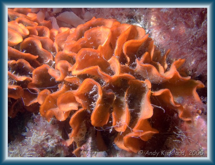 Photo of Burgh Island, Ross Coral, Pentapora foliacea