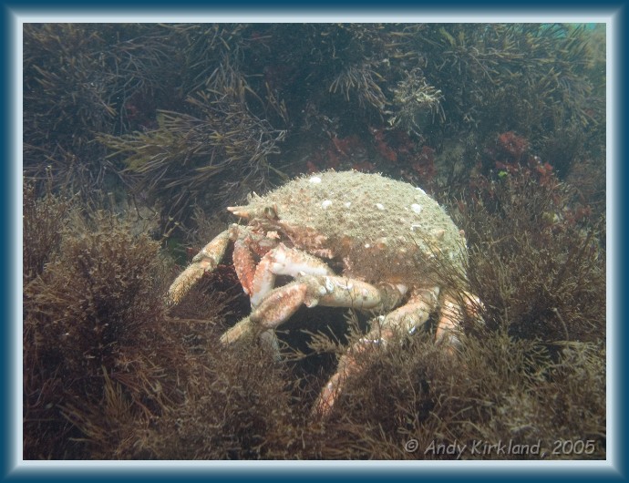 Photo of Jebba, Spider crab, Hyas araneus