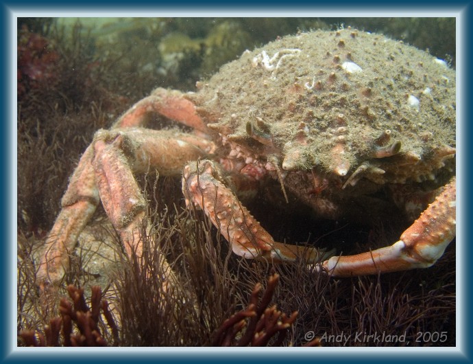 Photo of Jebba, Spider crab, Hyas araneus