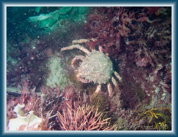 Photo of Burgh Island, Spider crab