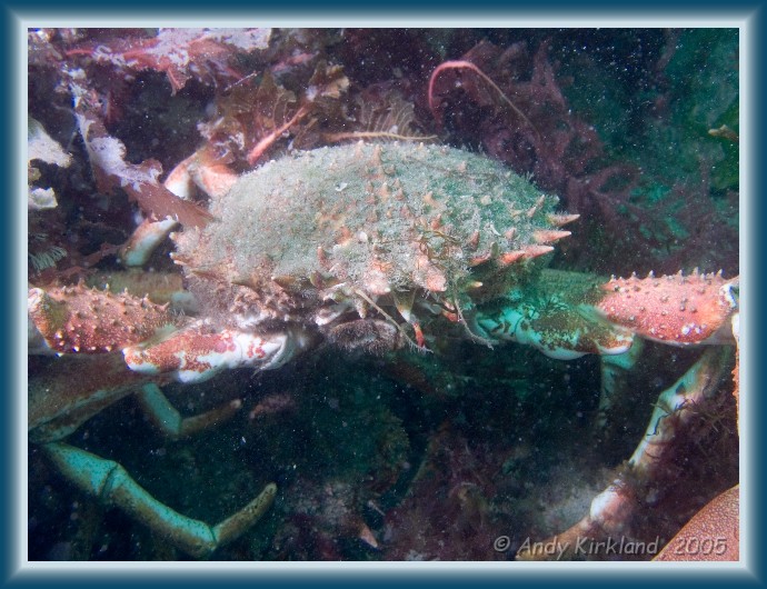 Photo of Burgh Island, Spider crab