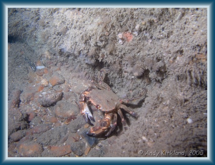 Photo of Cairn-Dhu, Velvet swimmer crab, Necora puber