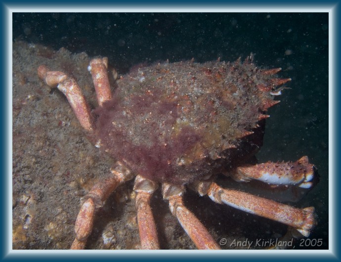 Photo of Kyarra, Spider crab