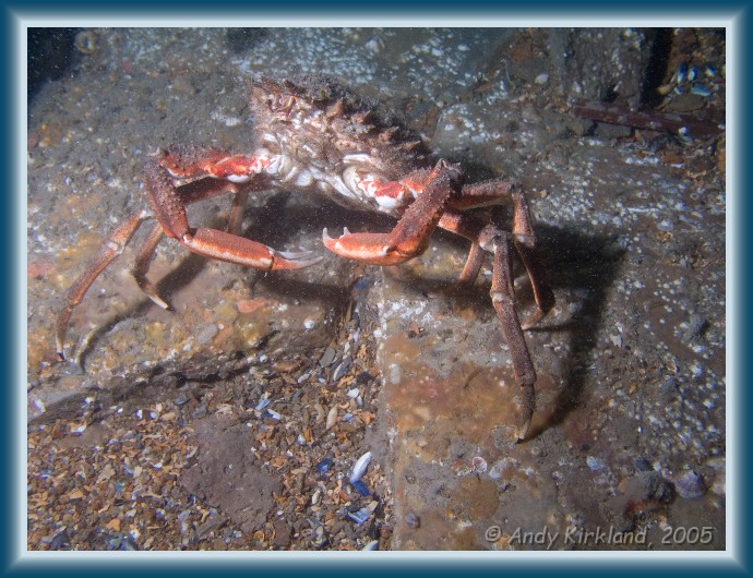 Photo of Kyarra, Spider crab