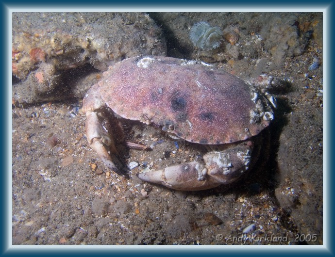 Photo of Kyarra, Edible Crab