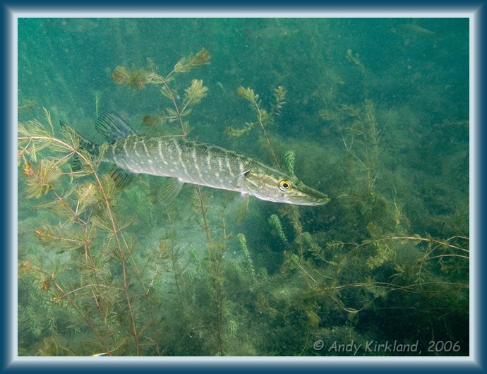 Photo of Dosthill Quarry, Northern pike, Esox lucius