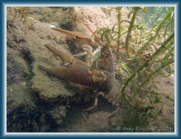Photo of Dosthill Quarry, White-clawed Crayfish, Austropotamobius pallipes