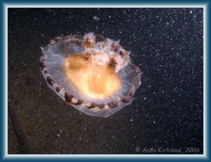 Photo of The Maine, Jellyfish