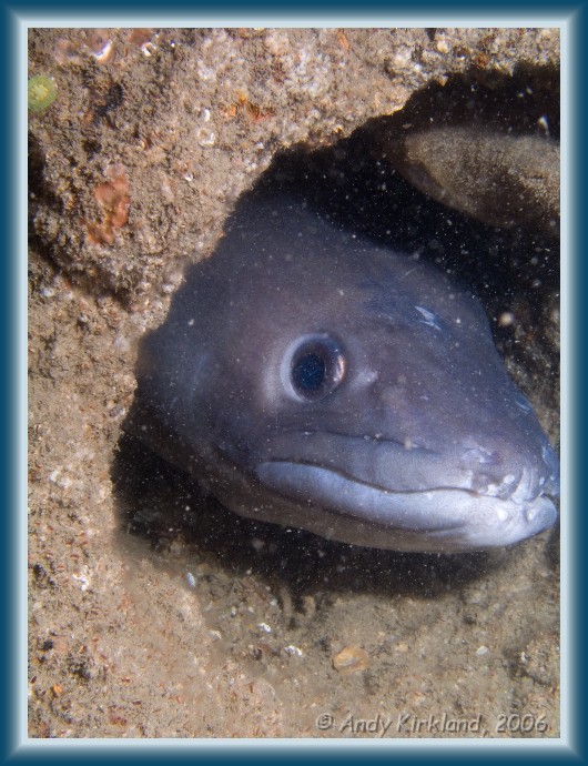 Photo of The Maine, Conger eel, Conger conger