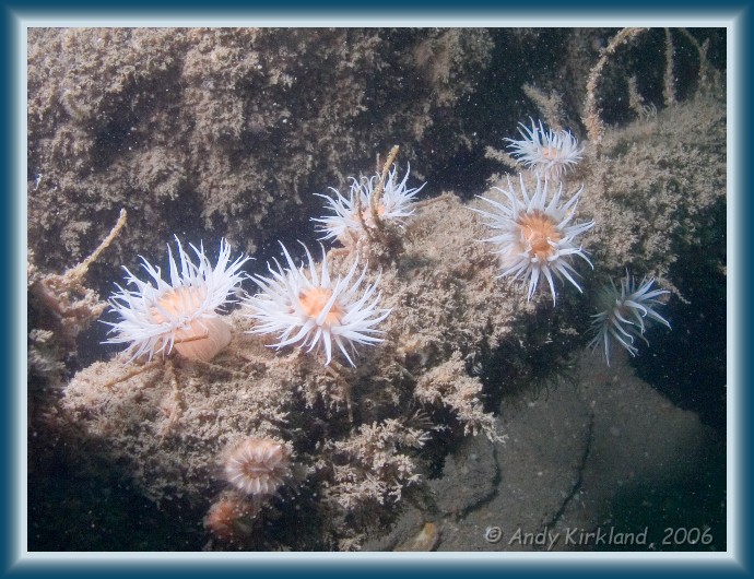 Photo of The Maine, Sandaled anemone, Actinothoe sphyrodeta