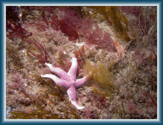 Photo of The Reliance, Bloody Henry starfish, Henricia oculata