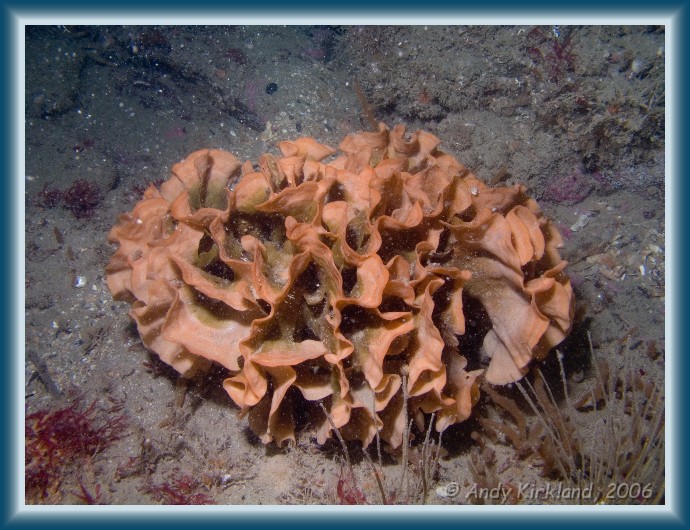 Photo of The Reliance, Ross Coral, Pentapora foliacea