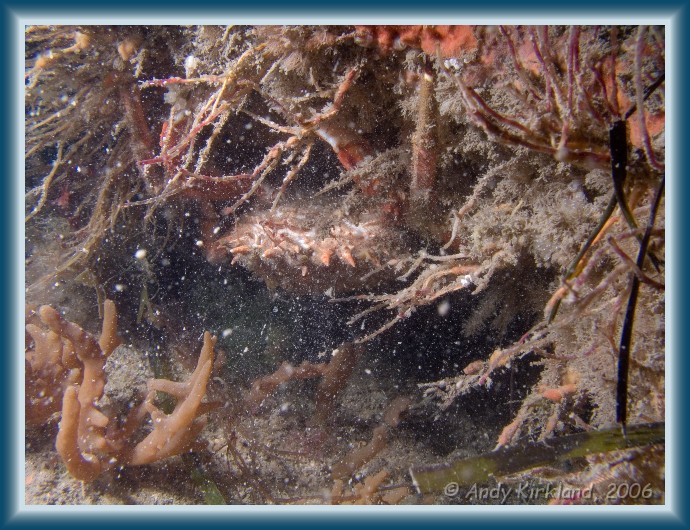 Photo of The Soudan, Spider crab