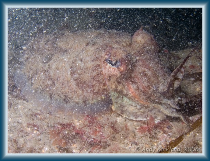 Photo of The Soudan, Cuttlefish, Sepia officinalis