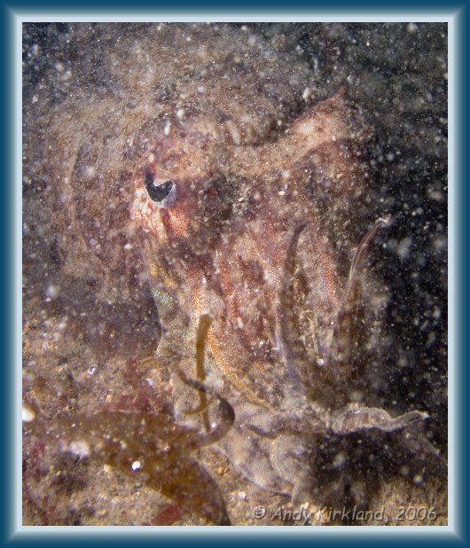 Photo of The Soudan, Cuttlefish, Sepia officinalis