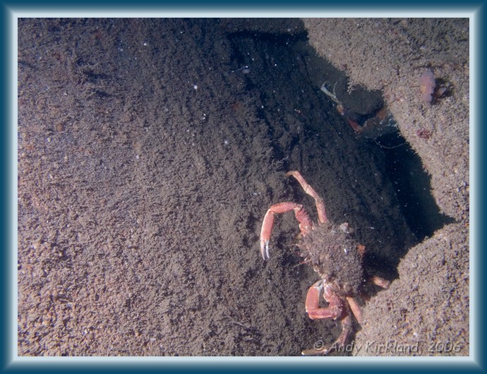 Photo of Persier, Spider crab